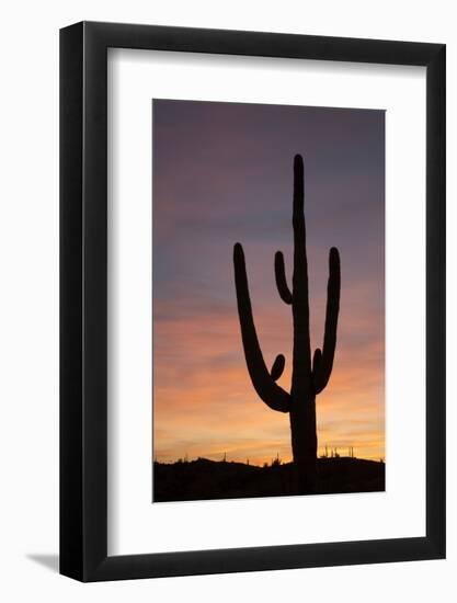 Saguaro at Sunset, Tonto National Forest Arizona, USA-Jamie & Judy Wild-Framed Photographic Print