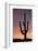 Saguaro at Sunset, Tonto National Forest Arizona, USA-Jamie & Judy Wild-Framed Photographic Print