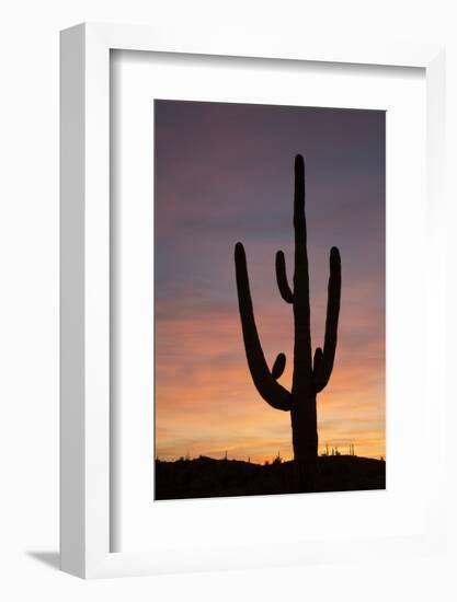 Saguaro at Sunset, Tonto National Forest Arizona, USA-Jamie & Judy Wild-Framed Photographic Print