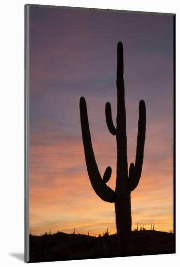 Saguaro at Sunset, Tonto National Forest Arizona, USA-Jamie & Judy Wild-Mounted Photographic Print