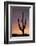 Saguaro at Sunset, Tonto National Forest Arizona, USA-Jamie & Judy Wild-Framed Photographic Print