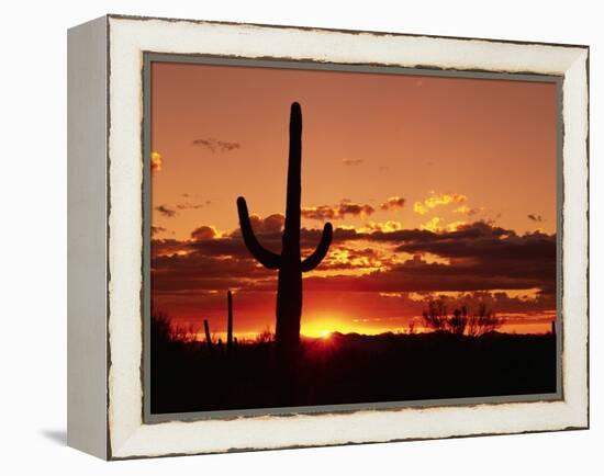 Saguaro at Sunset-James Randklev-Framed Premier Image Canvas