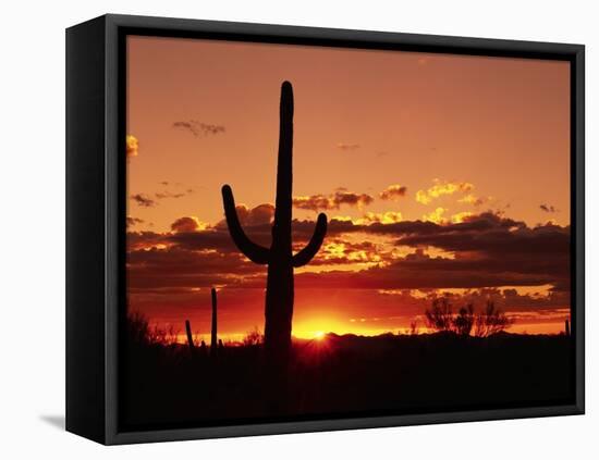 Saguaro at Sunset-James Randklev-Framed Premier Image Canvas