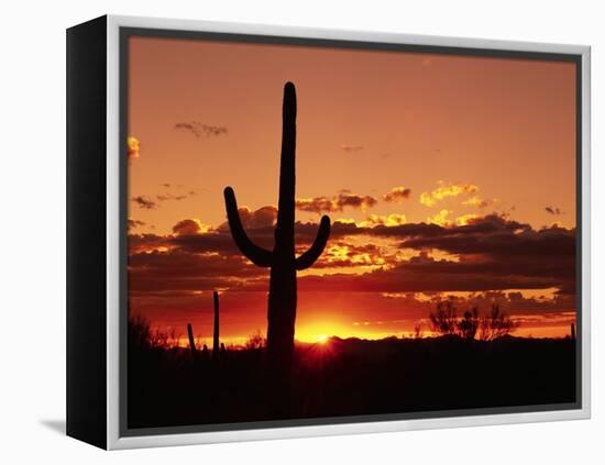 Saguaro at Sunset-James Randklev-Framed Premier Image Canvas