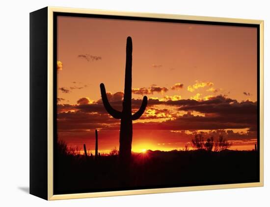 Saguaro at Sunset-James Randklev-Framed Premier Image Canvas