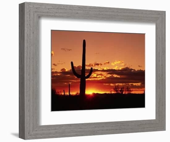 Saguaro at Sunset-James Randklev-Framed Photographic Print