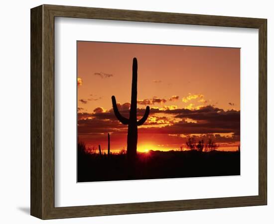 Saguaro at Sunset-James Randklev-Framed Photographic Print