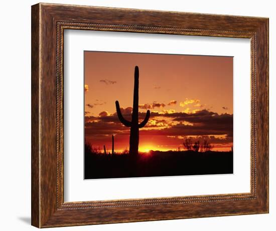 Saguaro at Sunset-James Randklev-Framed Photographic Print
