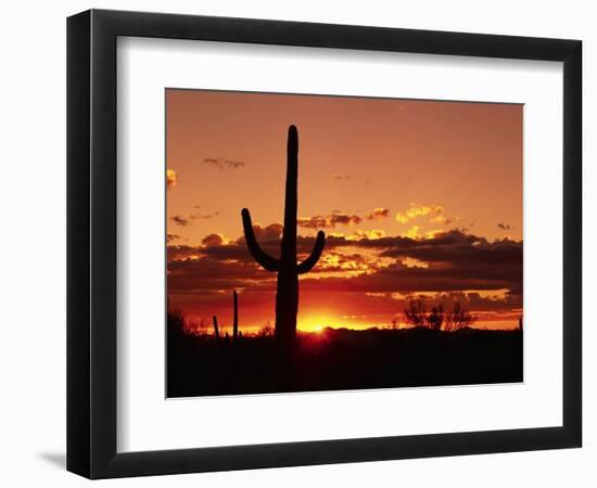 Saguaro at Sunset-James Randklev-Framed Photographic Print