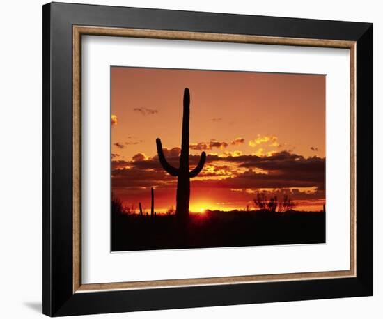 Saguaro at Sunset-James Randklev-Framed Photographic Print