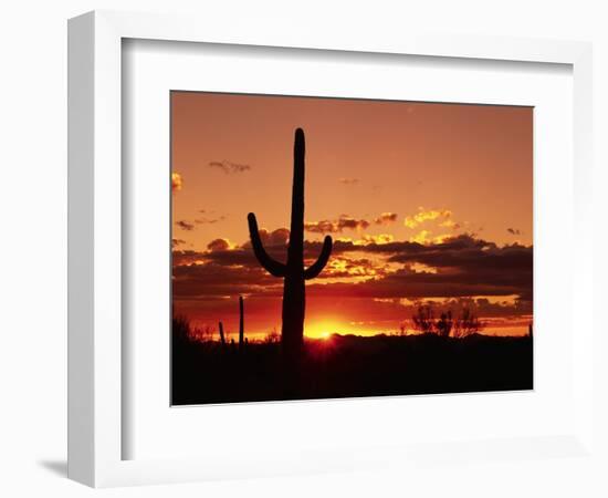 Saguaro at Sunset-James Randklev-Framed Photographic Print