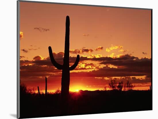 Saguaro at Sunset-James Randklev-Mounted Photographic Print