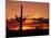 Saguaro at Sunset-James Randklev-Mounted Photographic Print