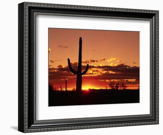 Saguaro at Sunset-James Randklev-Framed Photographic Print