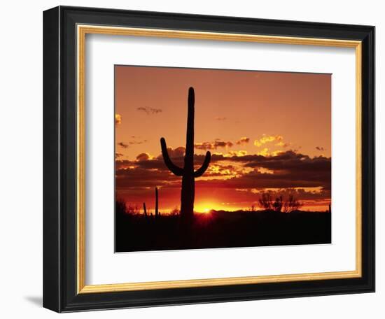 Saguaro at Sunset-James Randklev-Framed Photographic Print