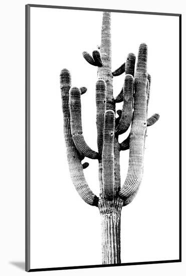 Saguaro Black & White II-Mia Jensen-Mounted Photo