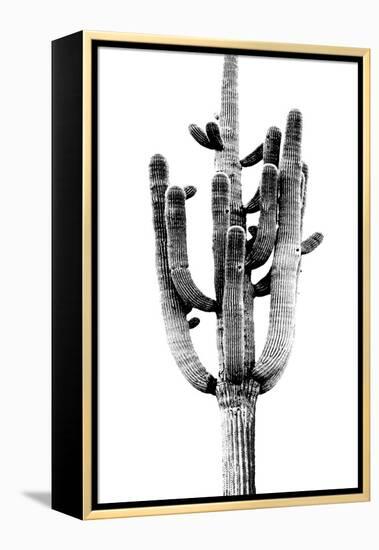 Saguaro Black & White II-Mia Jensen-Framed Stretched Canvas