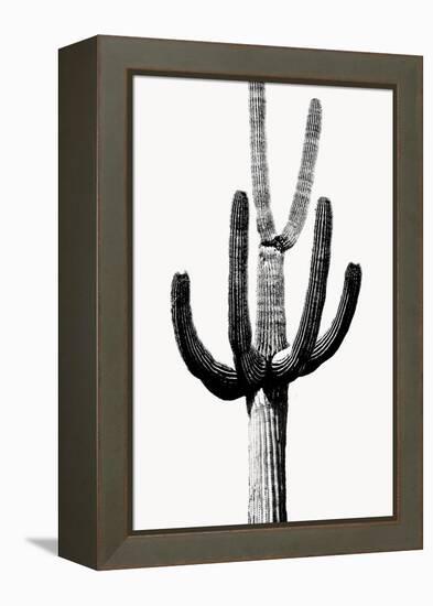Saguaro Black & White III-Mia Jensen-Framed Stretched Canvas