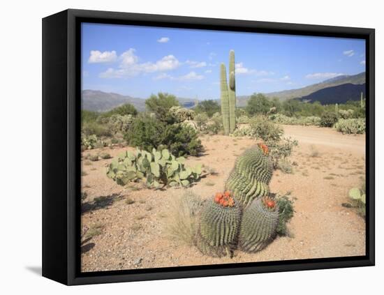 Saguaro Cacti and Barrel Cacti in Bloom, Saguaro National Park-Wendy Connett-Framed Premier Image Canvas