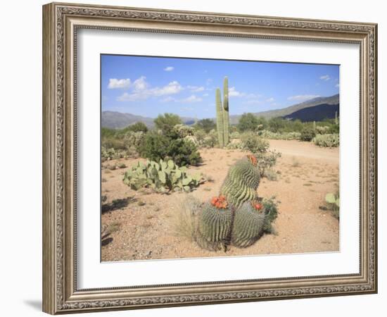 Saguaro Cacti and Barrel Cacti in Bloom, Saguaro National Park-Wendy Connett-Framed Photographic Print