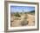 Saguaro Cacti and Barrel Cacti in Bloom, Saguaro National Park-Wendy Connett-Framed Photographic Print