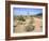 Saguaro Cacti and Barrel Cacti in Bloom, Saguaro National Park-Wendy Connett-Framed Photographic Print