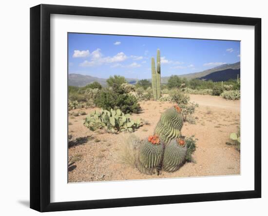 Saguaro Cacti and Barrel Cacti in Bloom, Saguaro National Park-Wendy Connett-Framed Photographic Print