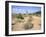 Saguaro Cacti and Barrel Cacti in Bloom, Saguaro National Park-Wendy Connett-Framed Photographic Print