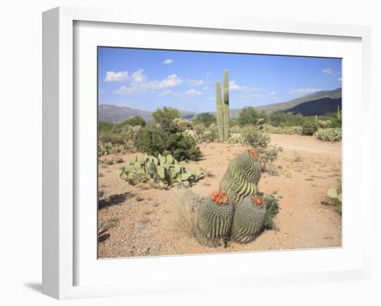 Saguaro Cacti and Barrel Cacti in Bloom, Saguaro National Park-Wendy Connett-Framed Photographic Print