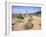 Saguaro Cacti and Barrel Cacti in Bloom, Saguaro National Park-Wendy Connett-Framed Photographic Print