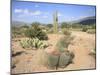 Saguaro Cacti and Barrel Cacti in Bloom, Saguaro National Park-Wendy Connett-Mounted Photographic Print