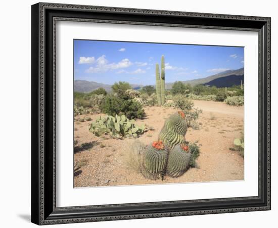 Saguaro Cacti and Barrel Cacti in Bloom, Saguaro National Park-Wendy Connett-Framed Photographic Print