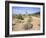 Saguaro Cacti and Barrel Cacti in Bloom, Saguaro National Park-Wendy Connett-Framed Photographic Print