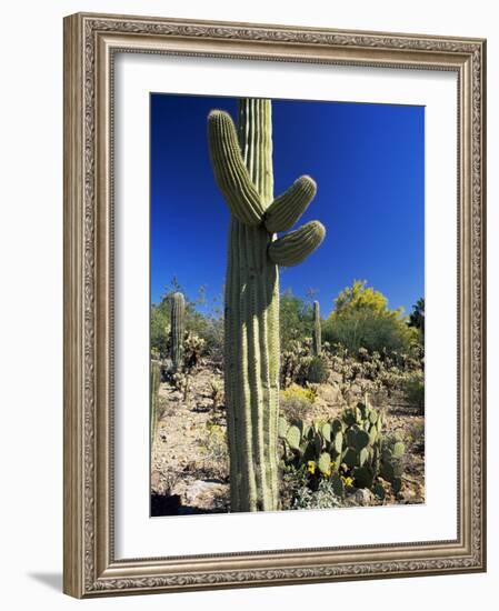 Saguaro Cacti, Arizona-Sonora Desert Museum, Tucson, Arizona, United States of America (U.S.A.)-Ruth Tomlinson-Framed Photographic Print