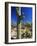 Saguaro Cacti, Arizona-Sonora Desert Museum, Tucson, Arizona, United States of America (U.S.A.)-Ruth Tomlinson-Framed Photographic Print