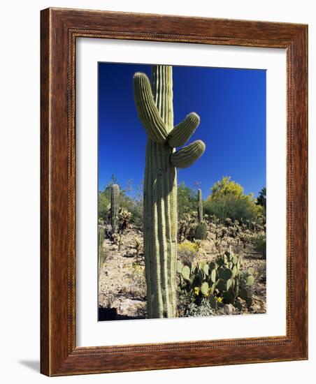 Saguaro Cacti, Arizona-Sonora Desert Museum, Tucson, Arizona, United States of America (U.S.A.)-Ruth Tomlinson-Framed Photographic Print