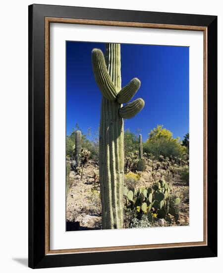 Saguaro Cacti, Arizona-Sonora Desert Museum, Tucson, Arizona, United States of America (U.S.A.)-Ruth Tomlinson-Framed Photographic Print