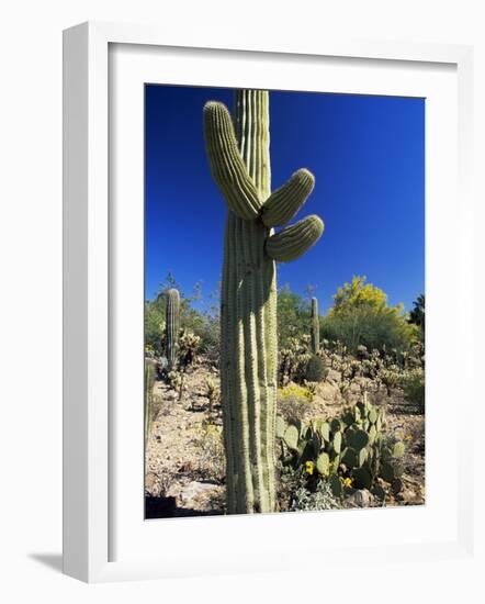 Saguaro Cacti, Arizona-Sonora Desert Museum, Tucson, Arizona, United States of America (U.S.A.)-Ruth Tomlinson-Framed Photographic Print