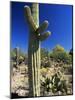 Saguaro Cacti, Arizona-Sonora Desert Museum, Tucson, Arizona, United States of America (U.S.A.)-Ruth Tomlinson-Mounted Photographic Print