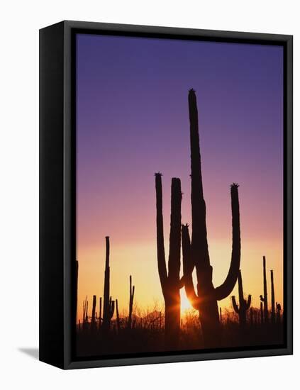 Saguaro Cacti at Sunset-James Randklev-Framed Premier Image Canvas