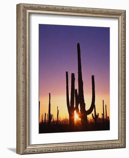 Saguaro Cacti at Sunset-James Randklev-Framed Photographic Print