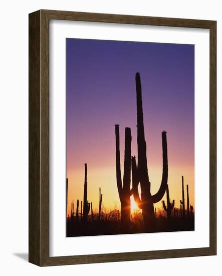 Saguaro Cacti at Sunset-James Randklev-Framed Photographic Print