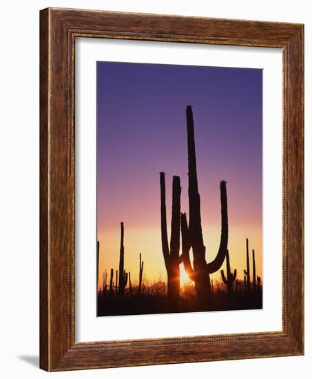 Saguaro Cacti at Sunset-James Randklev-Framed Photographic Print