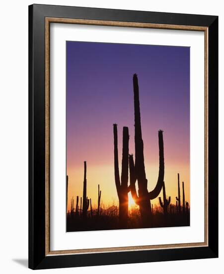 Saguaro Cacti at Sunset-James Randklev-Framed Photographic Print