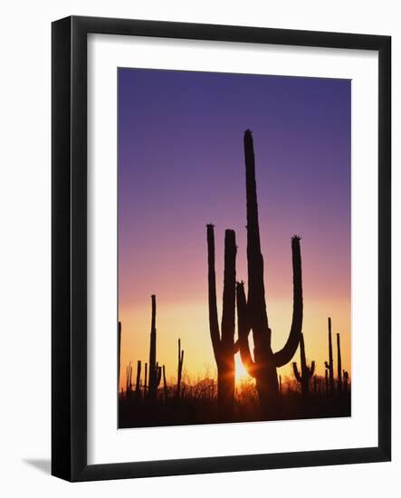 Saguaro Cacti at Sunset-James Randklev-Framed Photographic Print