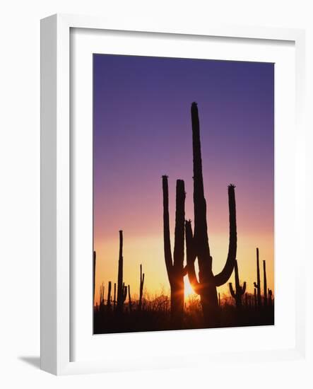 Saguaro Cacti at Sunset-James Randklev-Framed Photographic Print