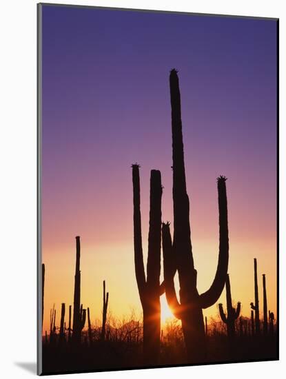 Saguaro Cacti at Sunset-James Randklev-Mounted Photographic Print