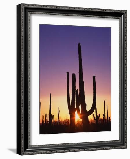 Saguaro Cacti at Sunset-James Randklev-Framed Photographic Print