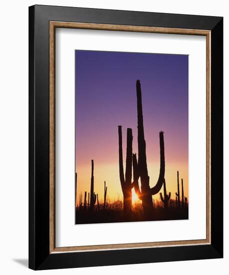 Saguaro Cacti at Sunset-James Randklev-Framed Photographic Print