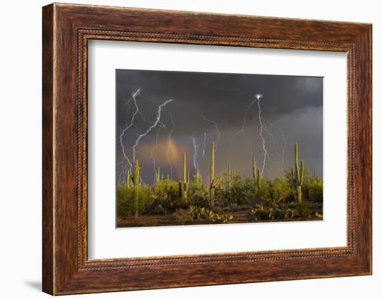 Saguaro cacti (Carnegia gigantea) in desert at sunset during storm, Sonoran Desert, Saguaro Nati...-Panoramic Images-Framed Photographic Print